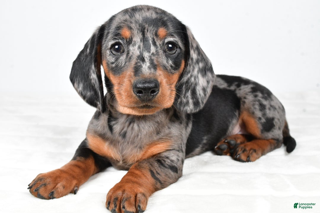 Miniature Dachshund dogs for sale: Polly - Ad 2