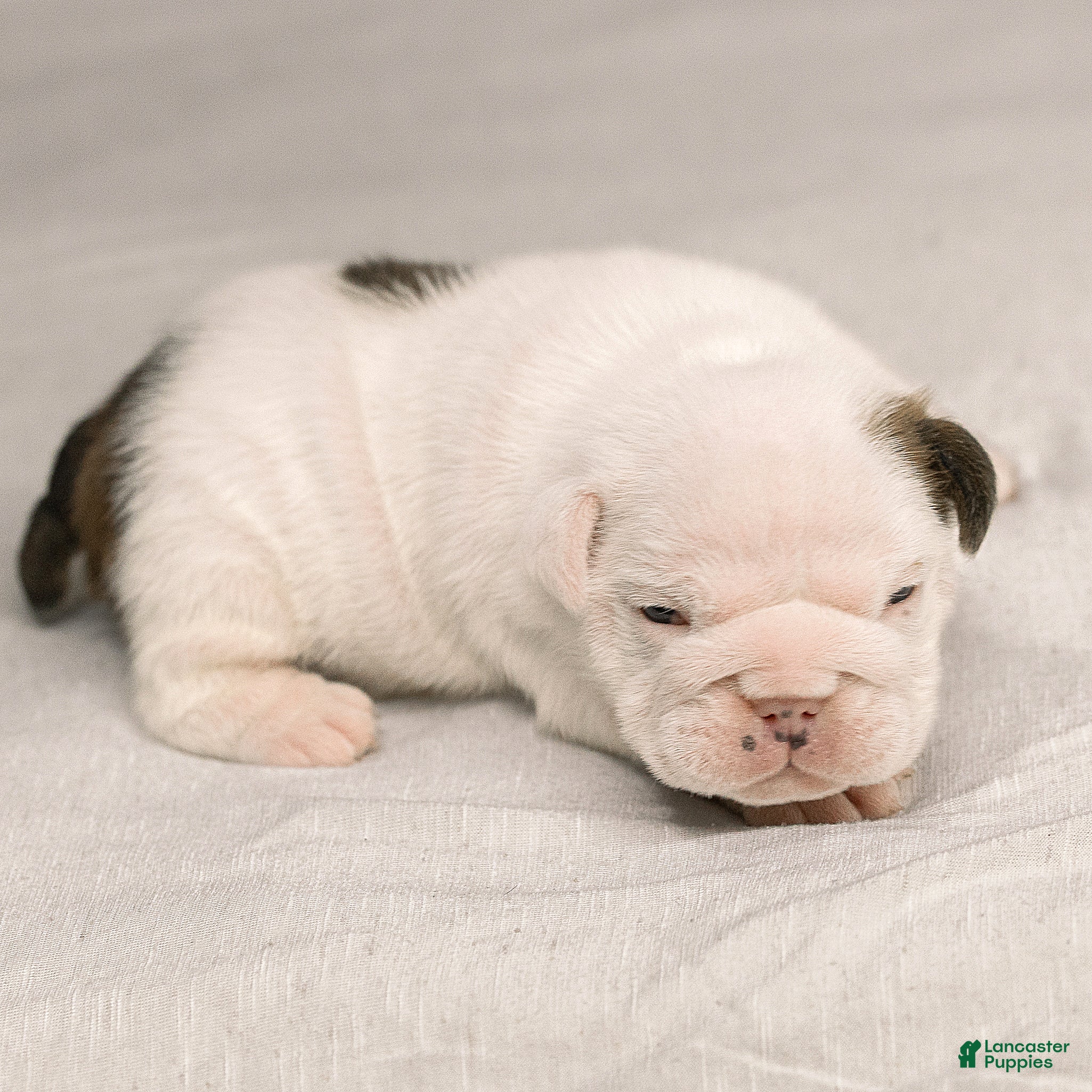 English Bulldog dogs for sale: English Bulldog 3 - Ad 1