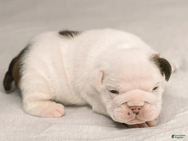 English Bulldog dogs for sale: English Bulldog 3 - Ad 1