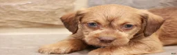 Jackapoo dogs for sale: Jandon - Ad 2