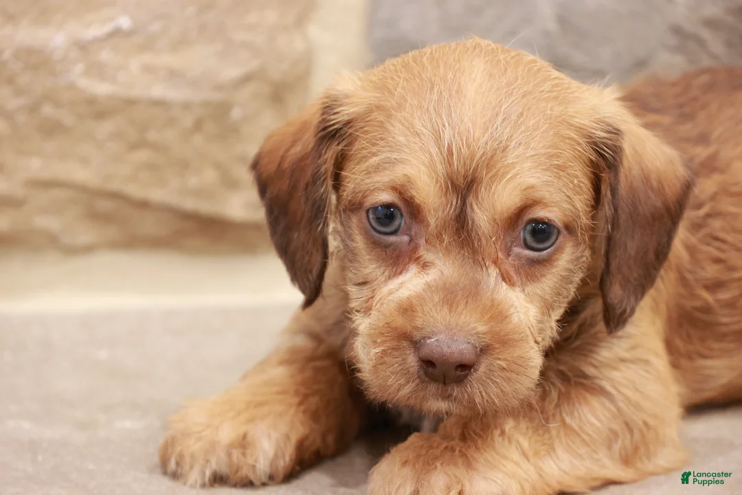 Jackapoo dogs for sale: Jandon - Ad 2