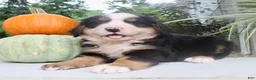 Bernese Mountain Dog dogs for sale: Theo - Ad 4