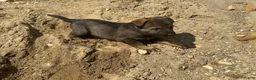 German Shepherd dogs for sale: German Shepherd Puppy 2 - Ad 2