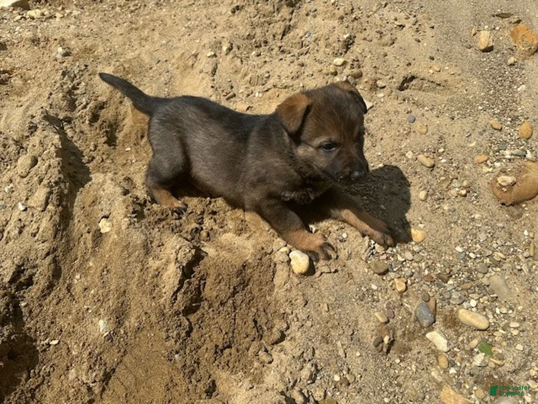 German Shepherd dogs for sale: German Shepherd Puppy 2 - Ad 2