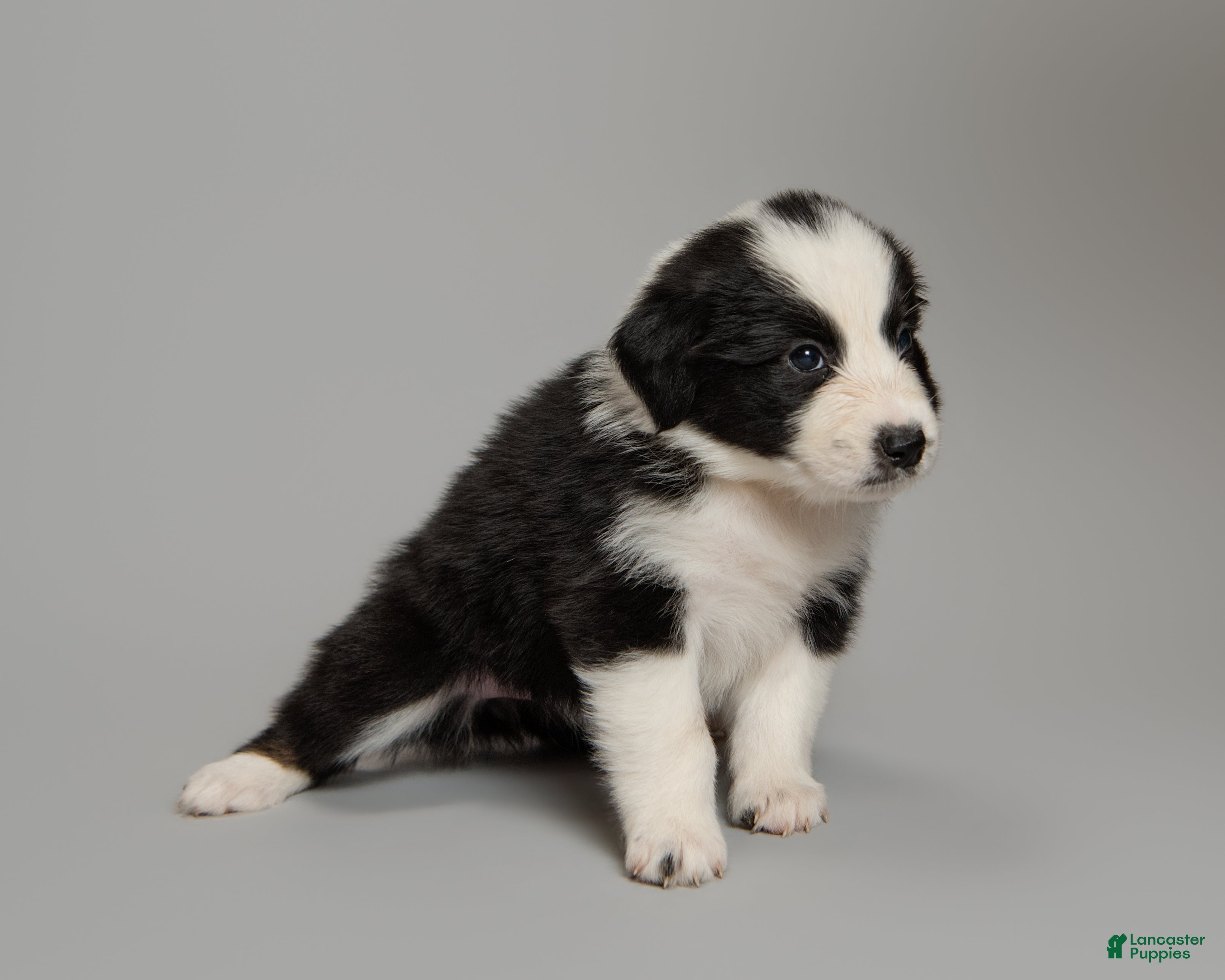 Australian Shepherd dogs Dot - Ad 1
