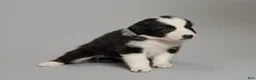 Australian Shepherd dogs for sale: Dot - Ad 1