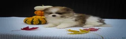Pomeranian dogs for sale: Macey 🎀 - Ad 10
