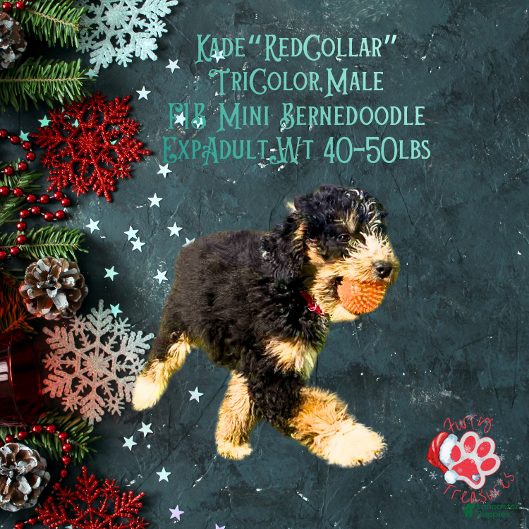 Mini Bernedoodle dogs Kade “Red Collar” Male - Ad 30