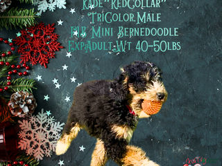 Mini Bernedoodle dogs Kade “Red Collar” Male - Ad 30