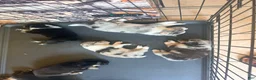 Mixed Breed dogs for sale: Brookie - Ad 16