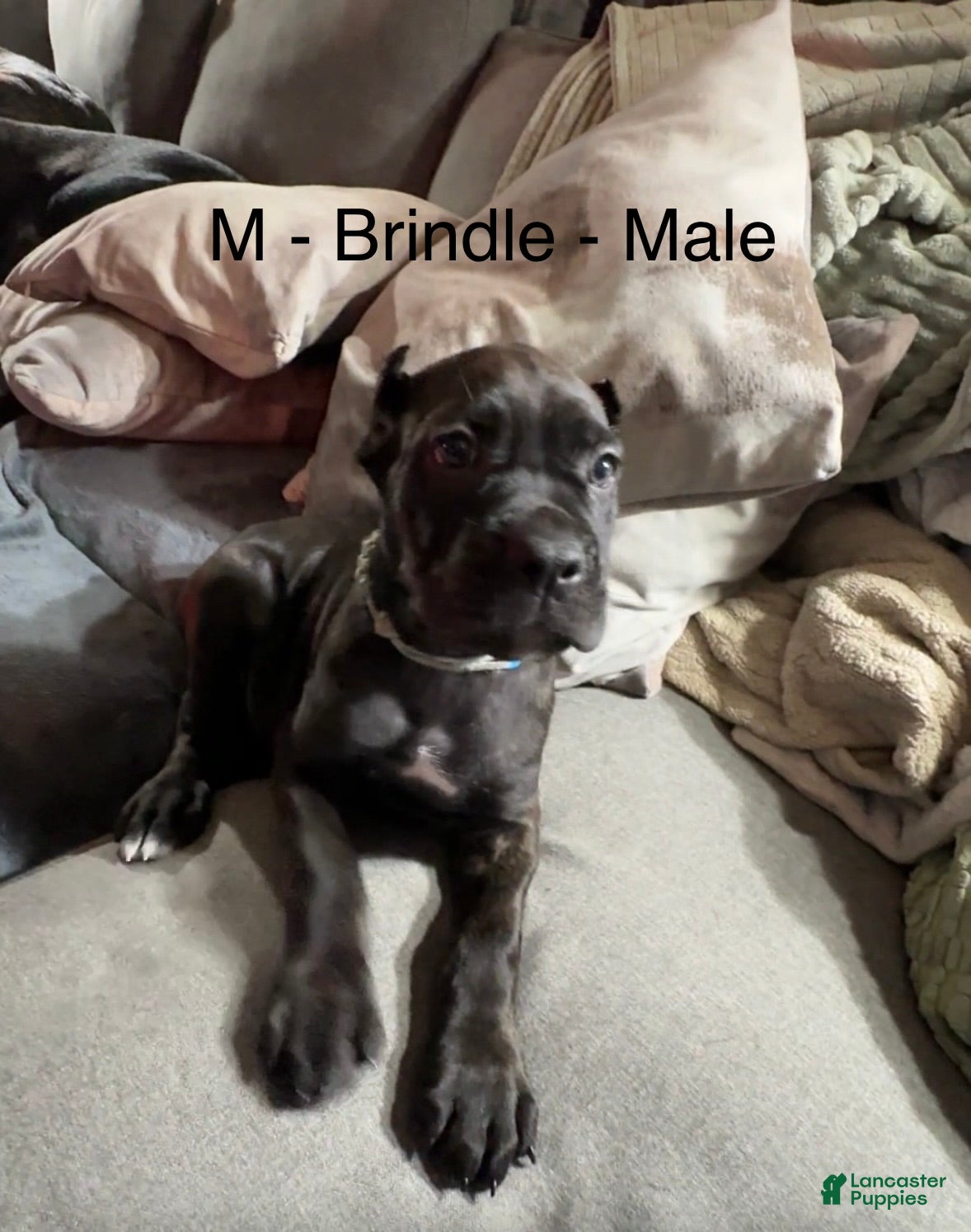 Cane Corso dogs Blue&White - Ad 11