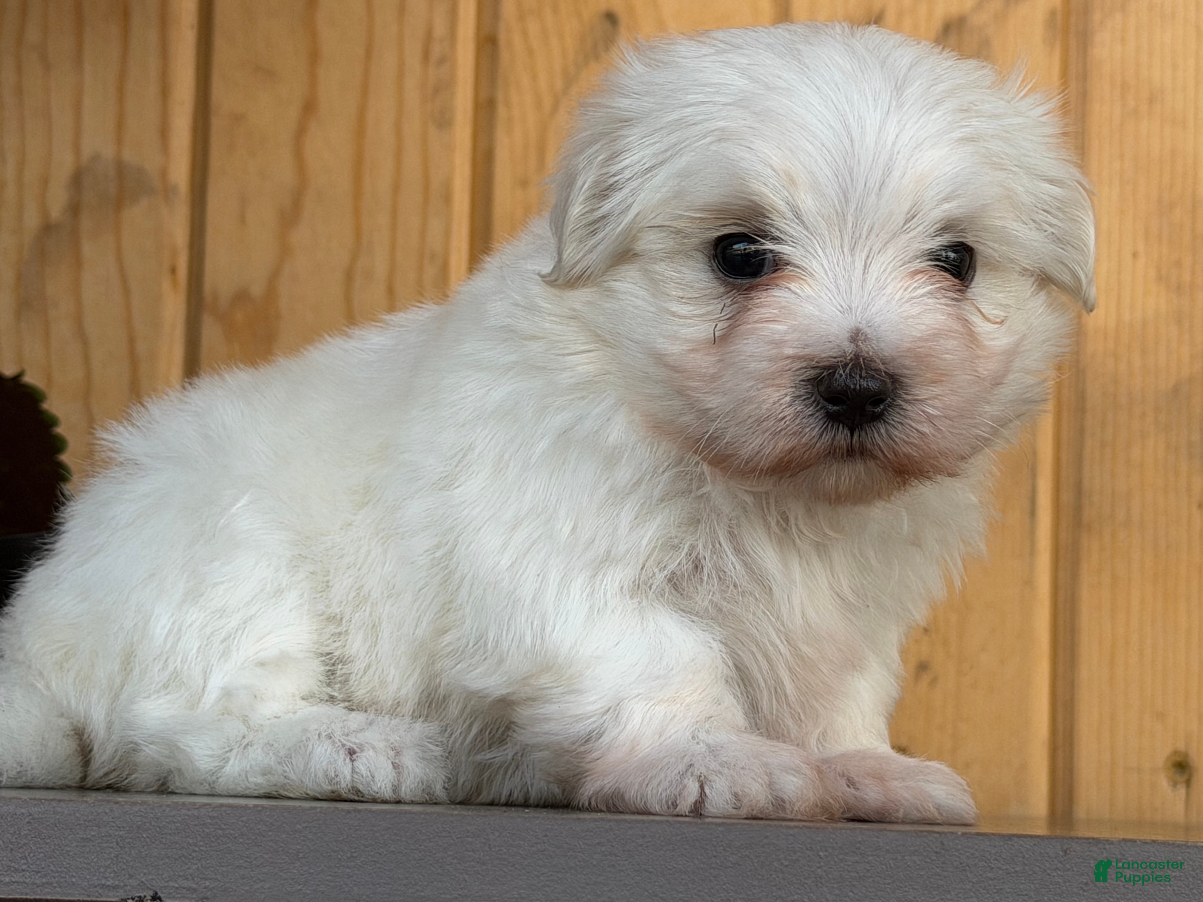 Maltese dogs Mischief - Ad 2