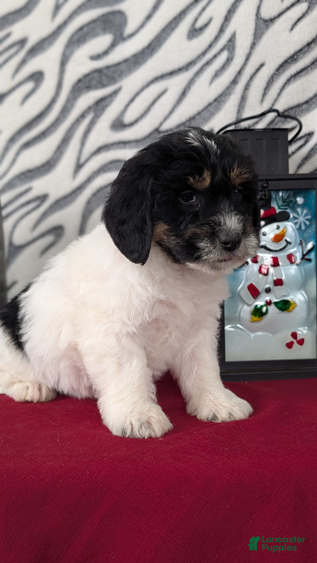 Mixed Breed dogs for sale: Asher - Ad 5