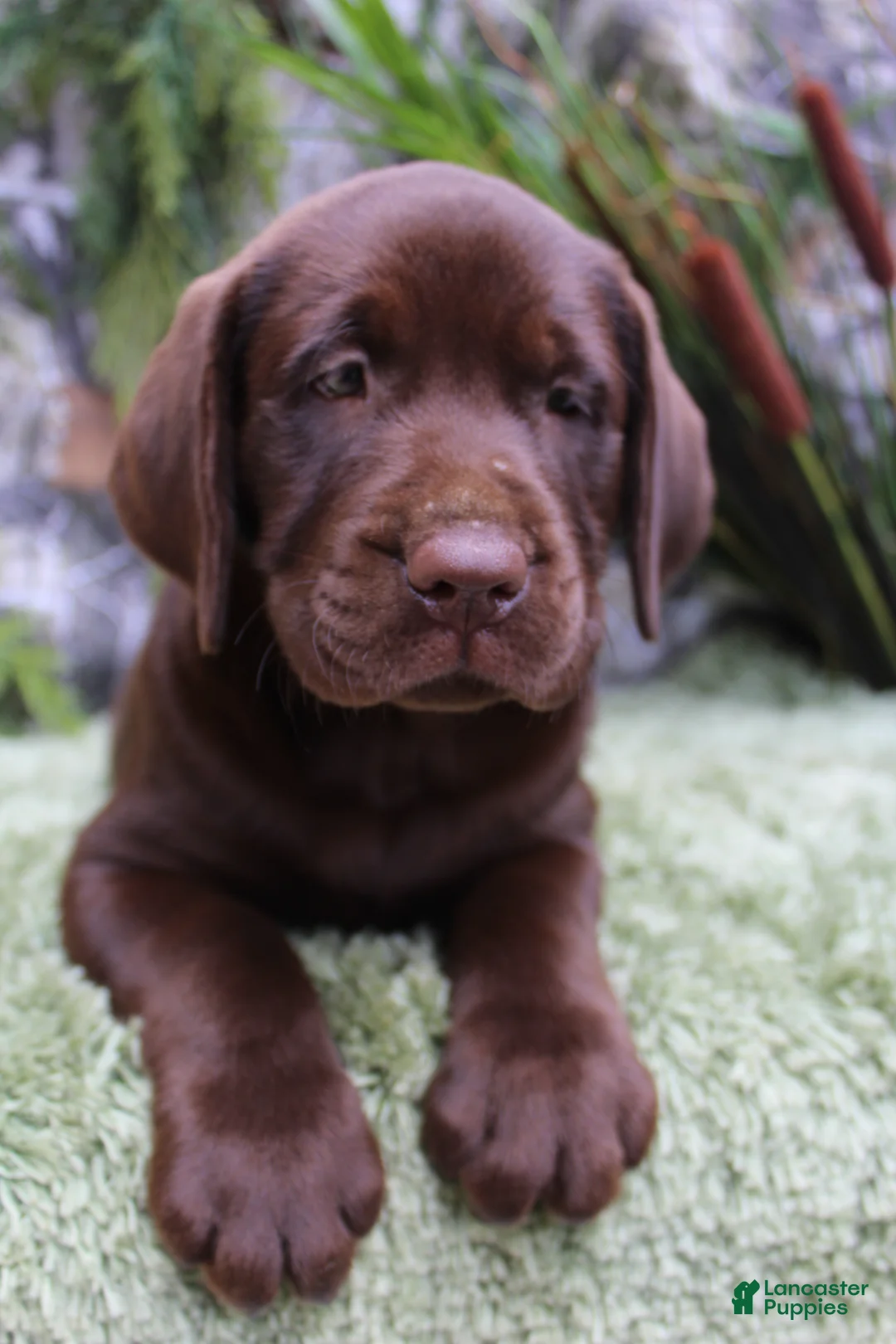 Labrador Retriever dogs for sale: Gunner - Ad 2