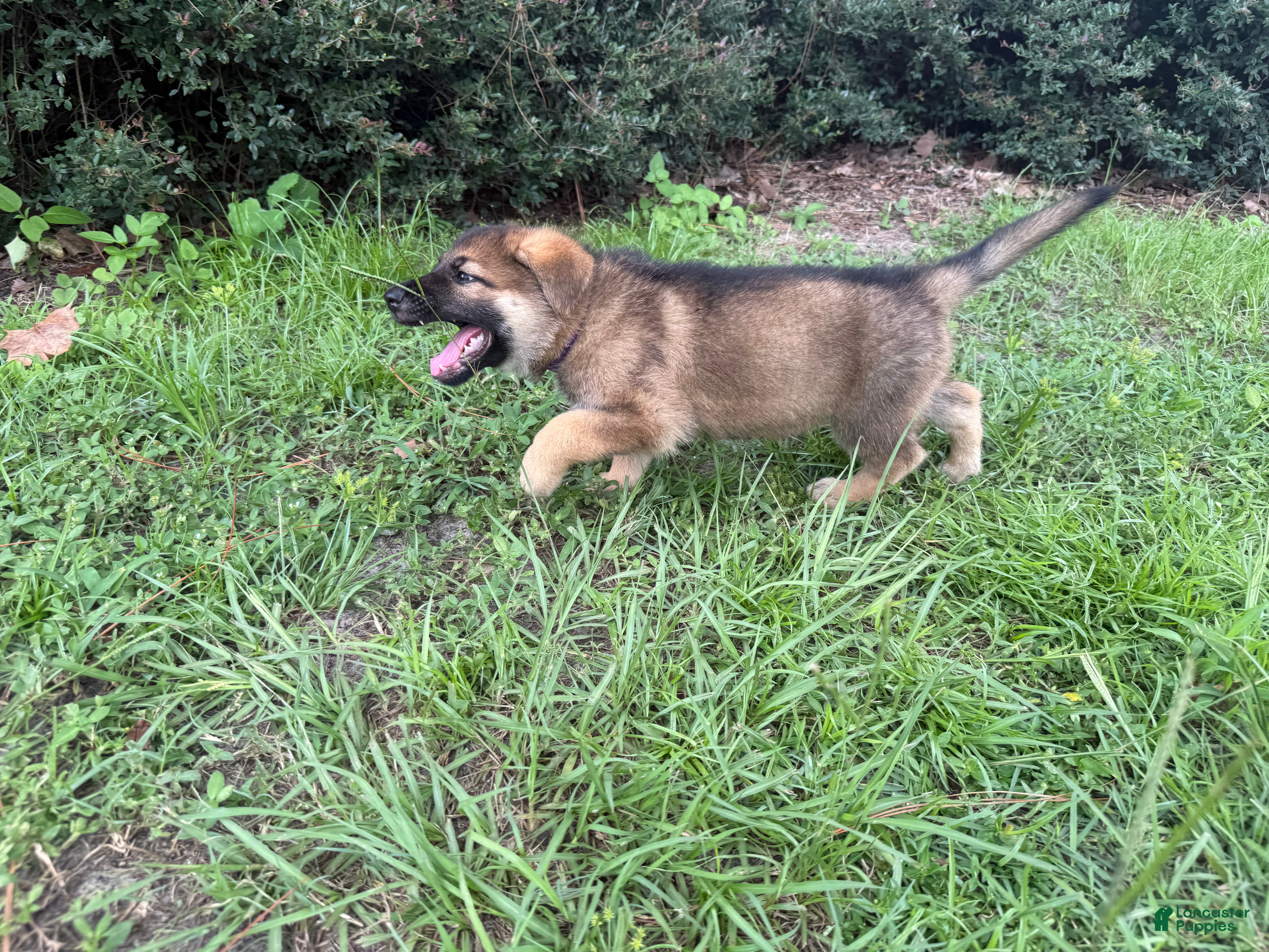 German Shepherd dogs Delilah - Ad 2