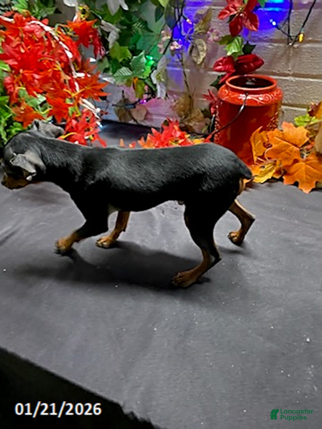 Miniature Pinscher dogs for sale: Pin  - Ad 3