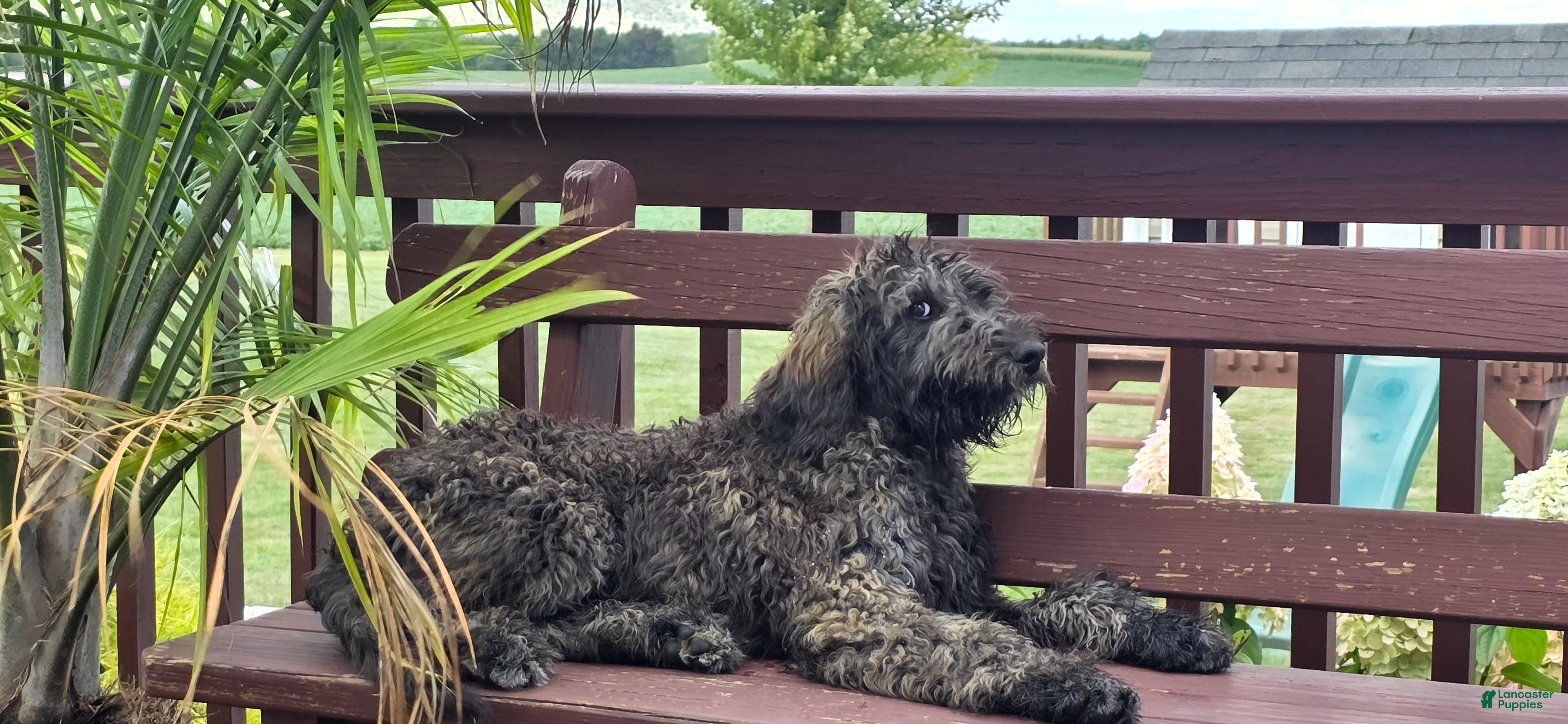 Goldendoodle dogs Maple - Ad 21