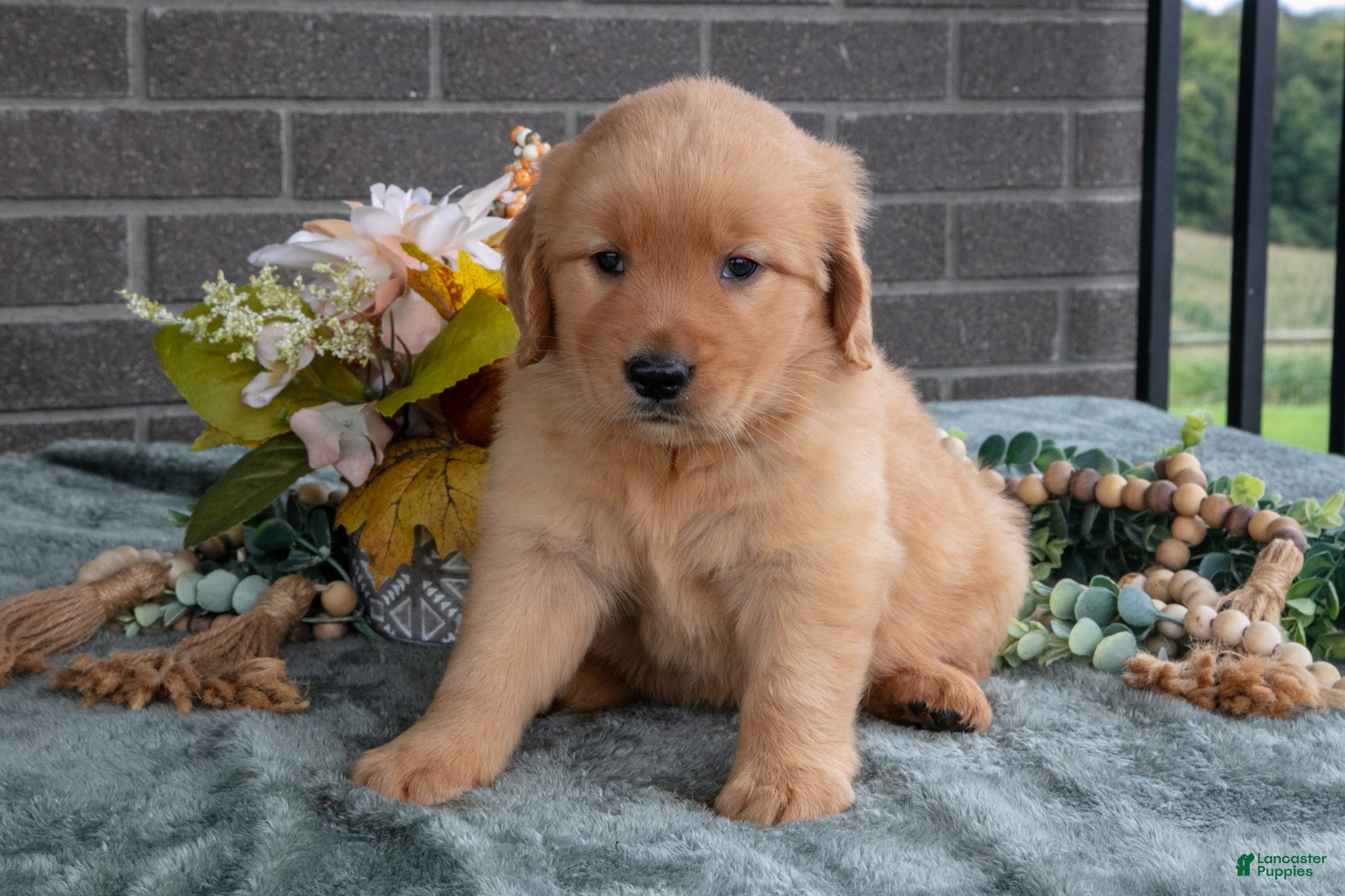 Golden Retriever dogs Eliza  - Ad 2