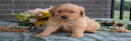 Golden Retriever dogs for sale: Eliza  - Ad 2