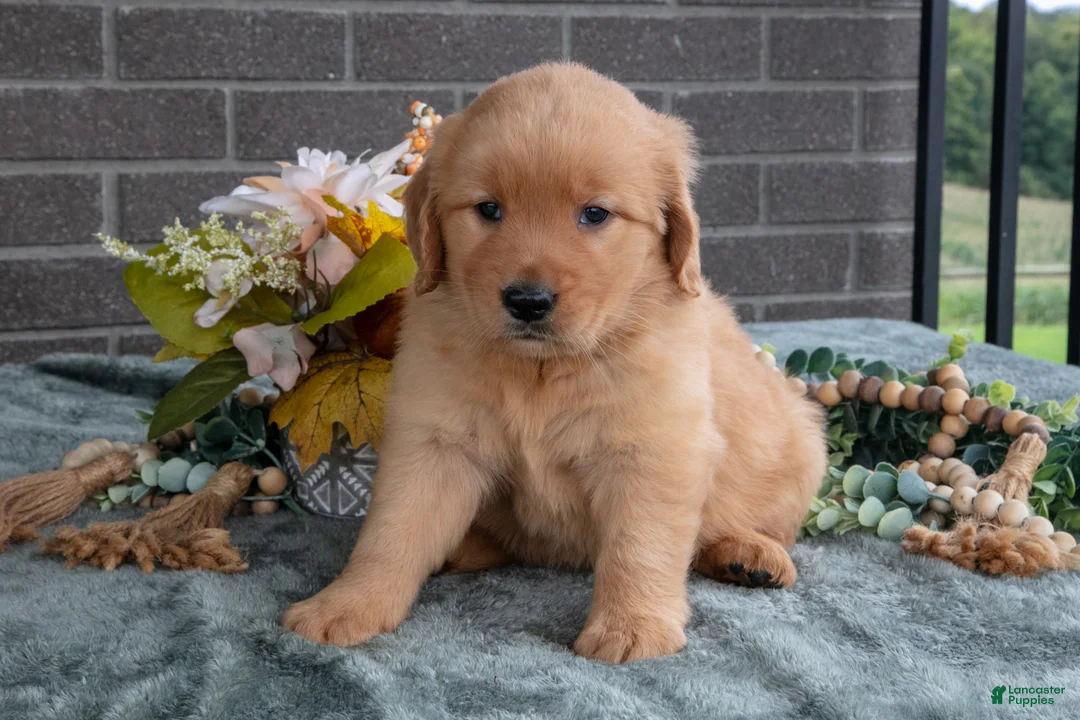 Golden Retriever dogs for sale: Eliza  - Ad 2
