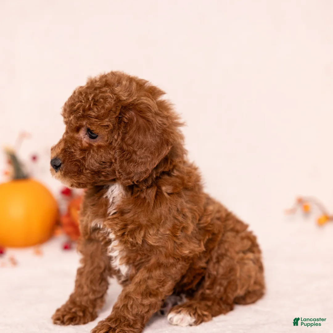 Miniature Poodle dogs for sale: Nevaeh - Ad 5