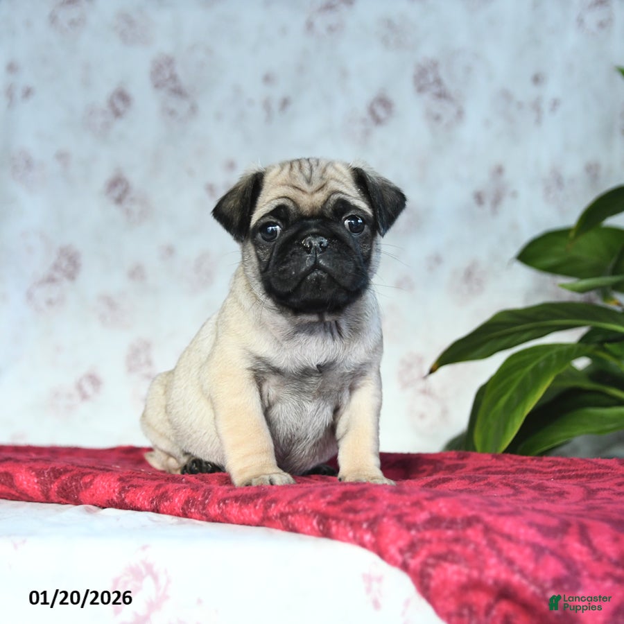 Pug dogs Tucker - Ad 2