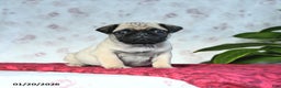 Pug dogs for sale: Tucker - Ad 1