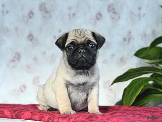 Pug dogs Tucker - Ad 23