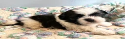 Shih Tzu dogs for sale: Shih Tzu 6 - Ad 2