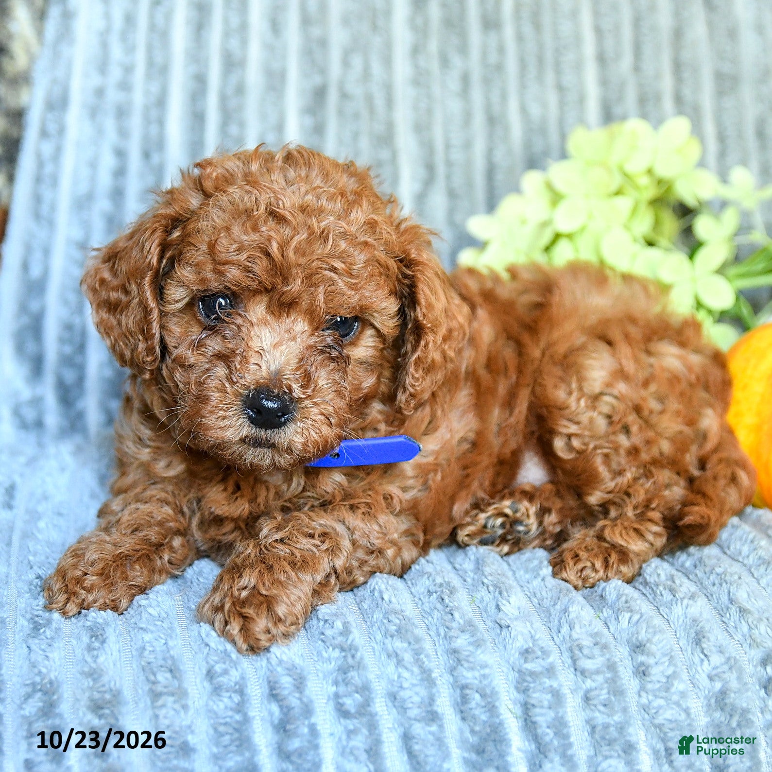 Maltipoo dogs for sale: Jasper - Ad 2