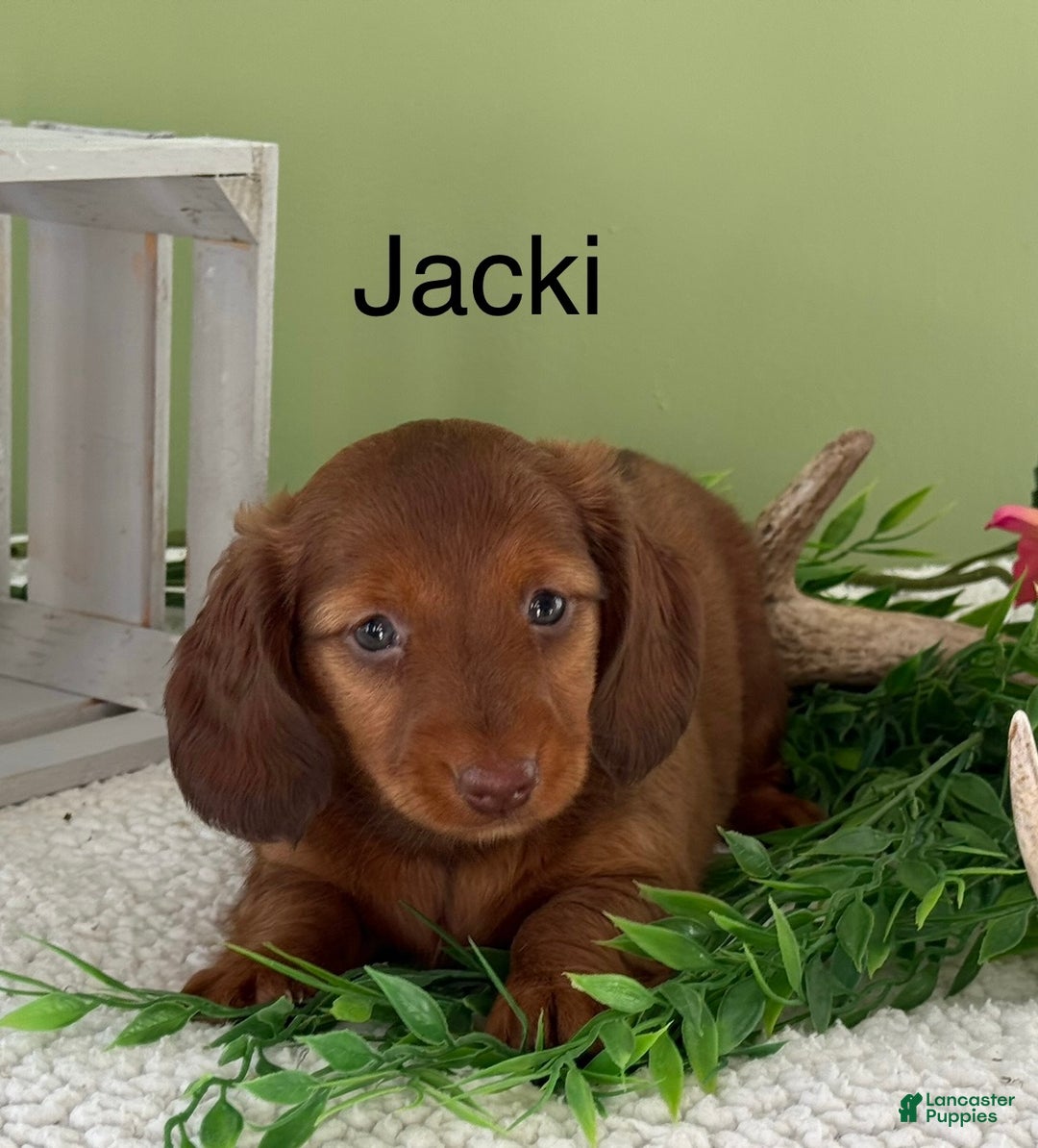 Miniature Dachshund dogs for sale: Jacki - Ad 1