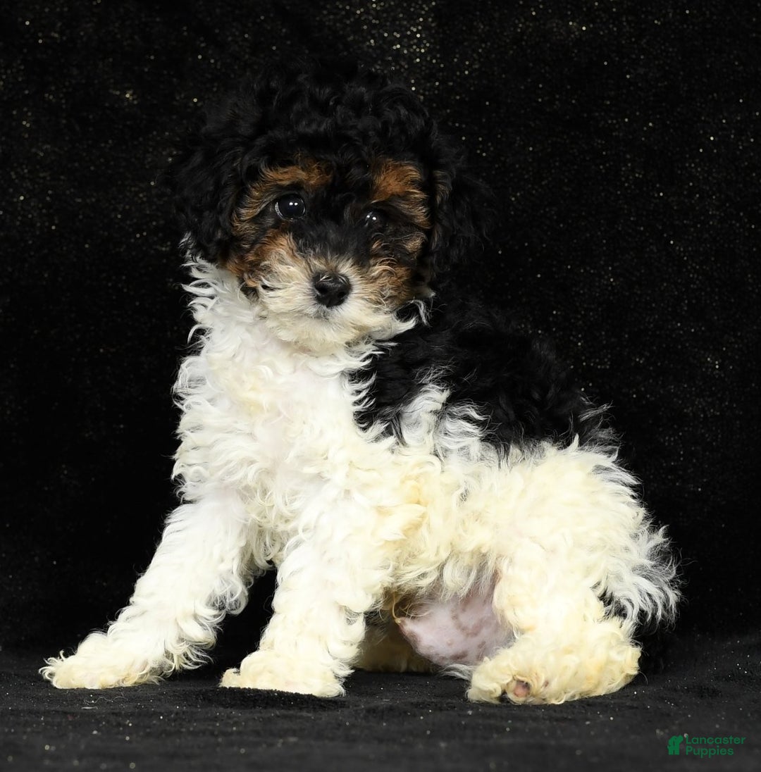 Miniature Poodle Havanese X Poodle Puppies For Sale Puppers