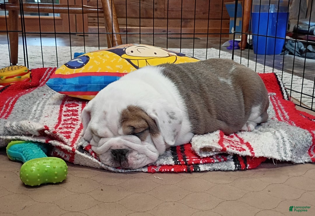 Mixed Breed dogs for sale: Sky - Ad 4