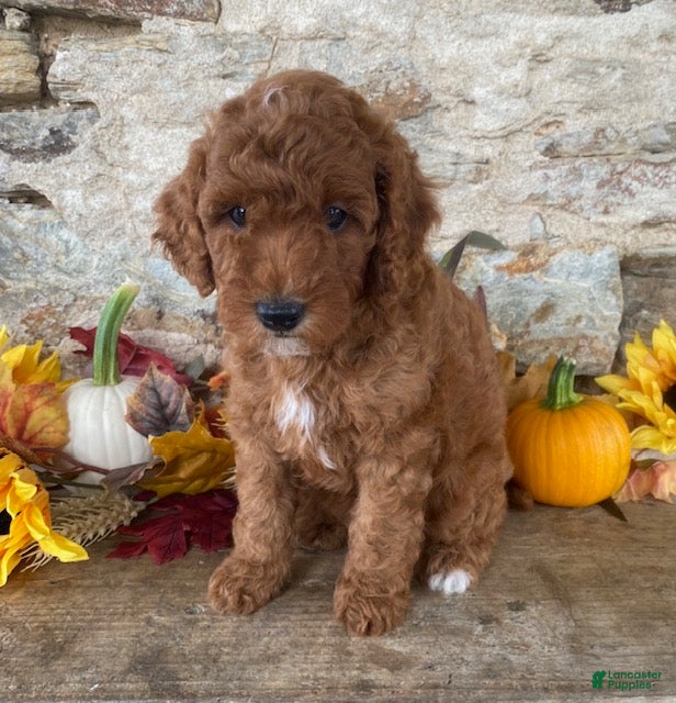 Mini Goldendoodle dogs Nick  - Ad 1