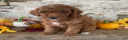 Mini Goldendoodle dogs for sale: Nick  - Ad 1