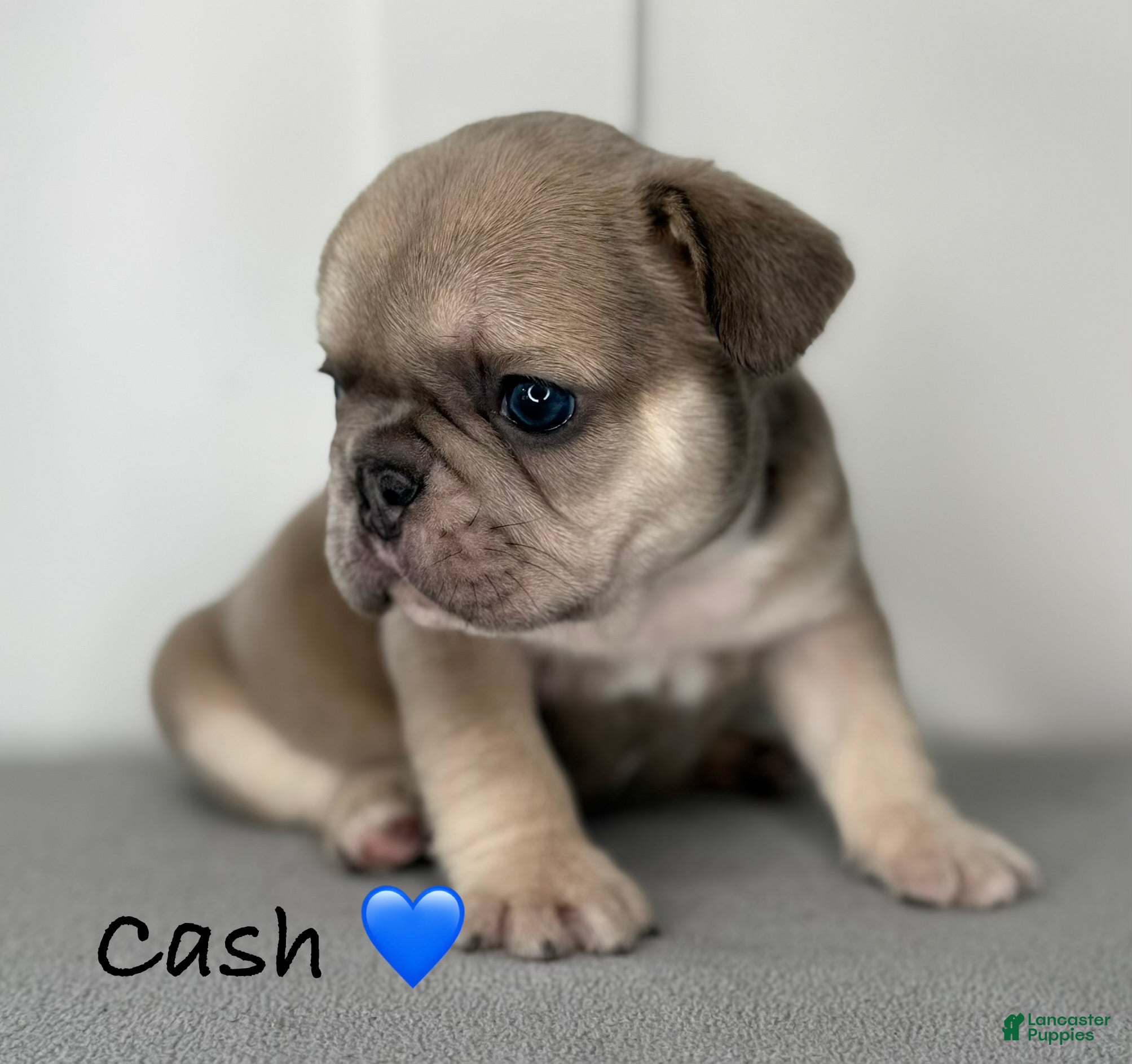 French Bulldog dogs Cash - Male French Bulldog Puppy - Ad 16
