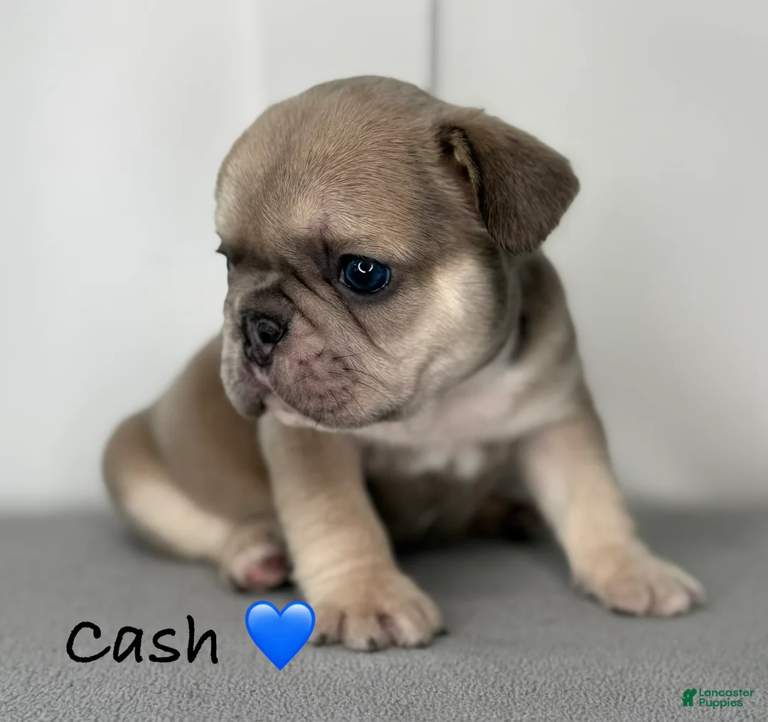 French Bulldog dogs for sale: Cash - Male French Bulldog Puppy - Ad 1