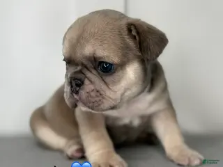 French Bulldog dogs Cash - Male French Bulldog Puppy - Ad 34