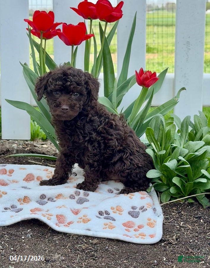 Miniature Poodle dogs Boss - Ad 1