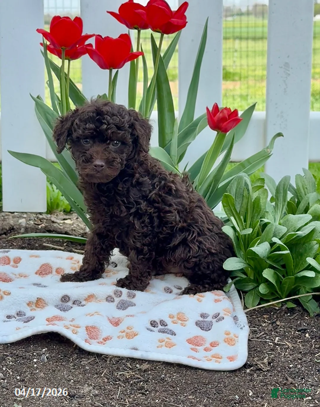 Miniature Poodle dogs for sale: Boss - Ad 1