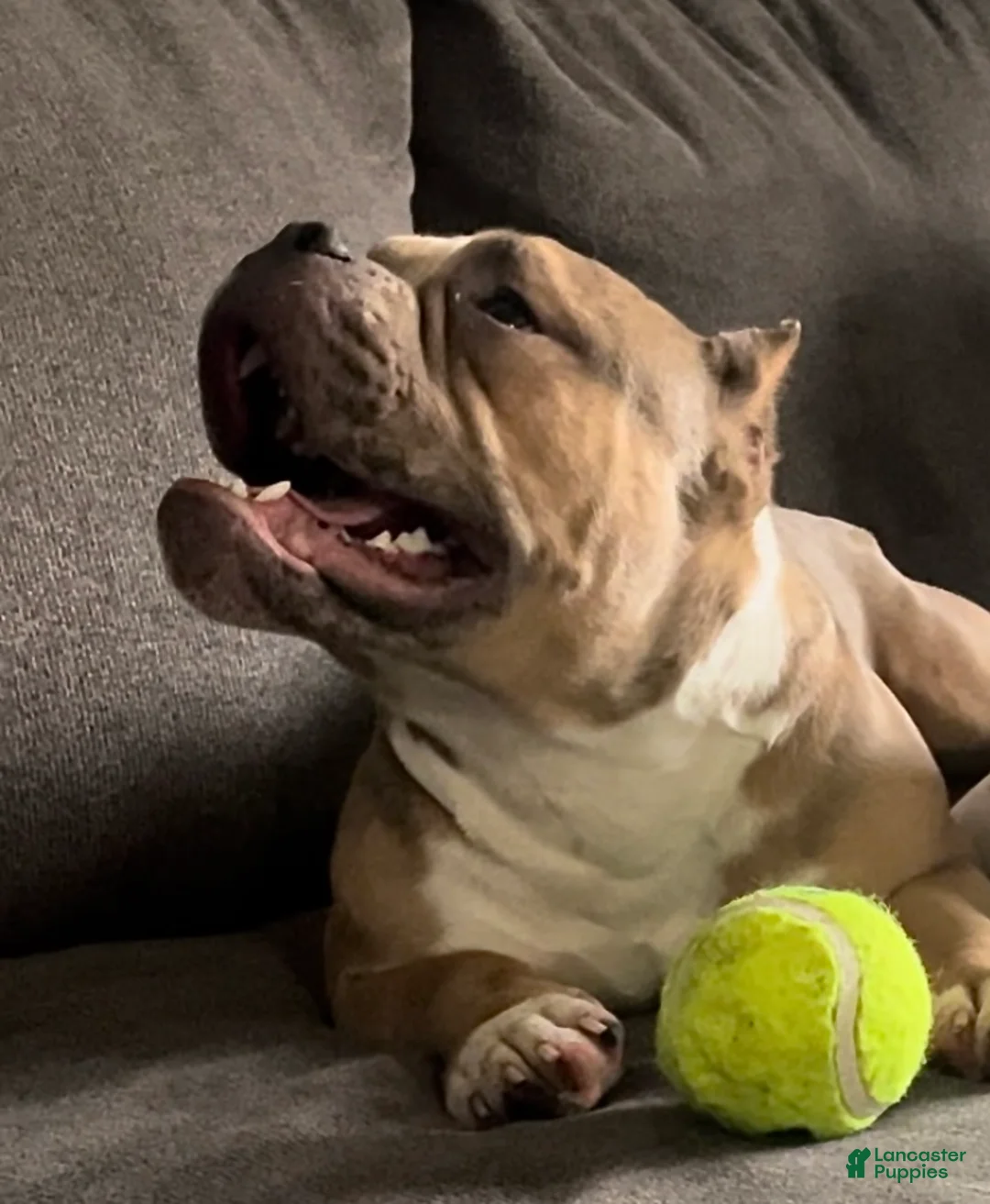 American Bully dogs for sale: American Bully Puppy 1 - Ad 2