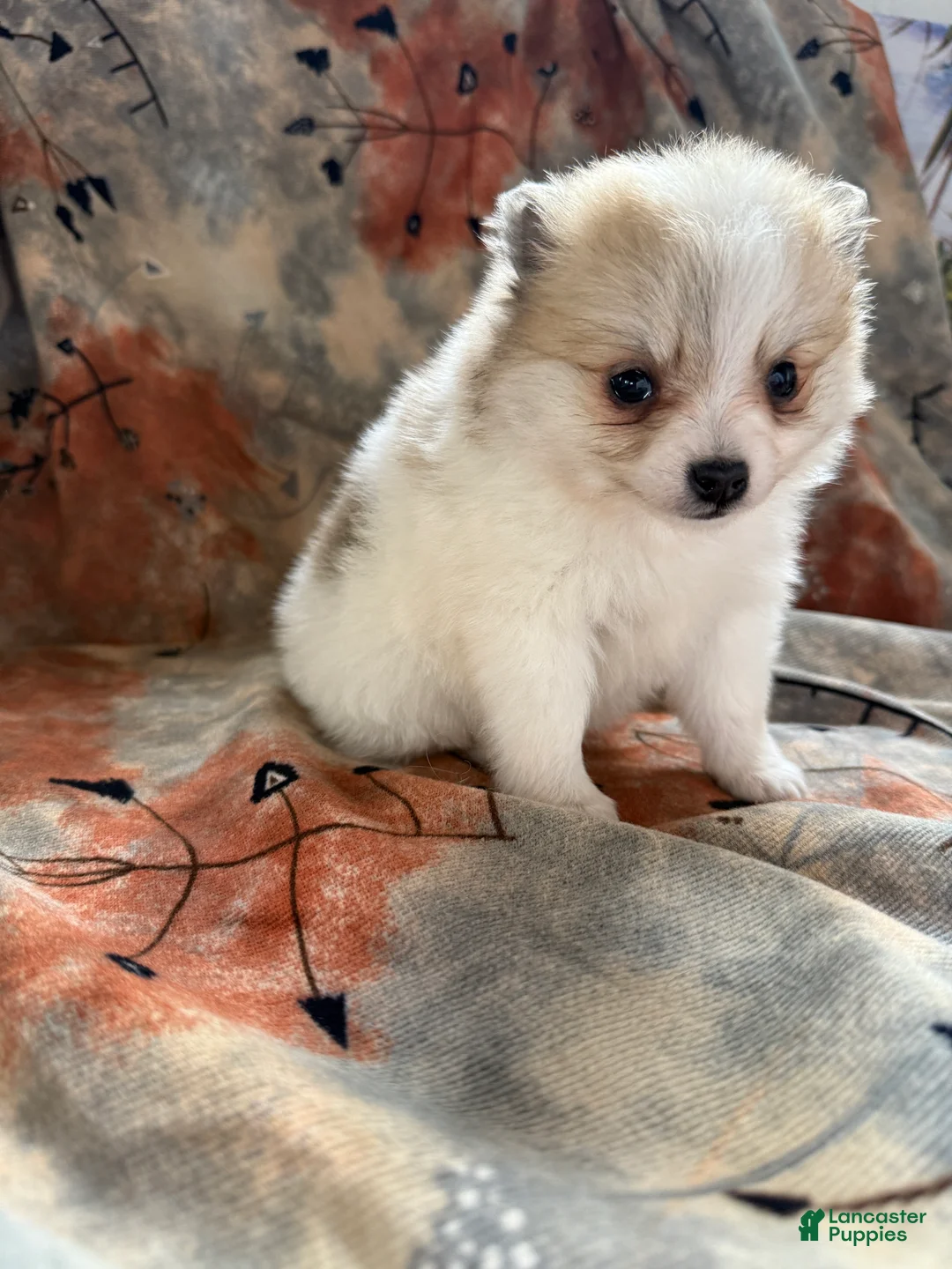 Pomeranian dogs for sale: Russel - Ad 11