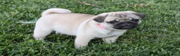 Pug dogs for sale: Clover - Ad 7