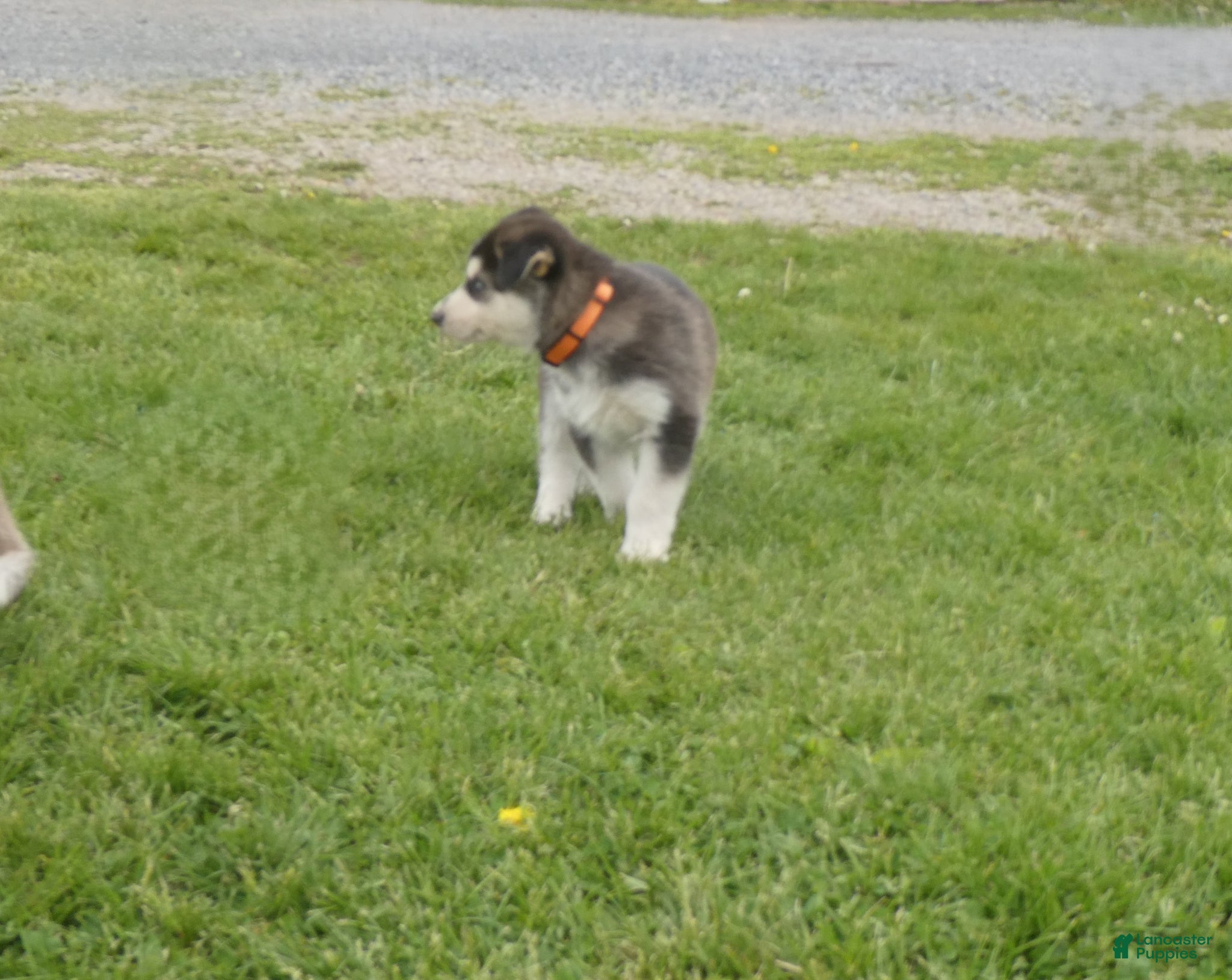 Gerberian Shepsky dogs Ranger - Ad 2