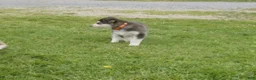 Gerberian Shepsky dogs for sale: Ranger - Ad 2