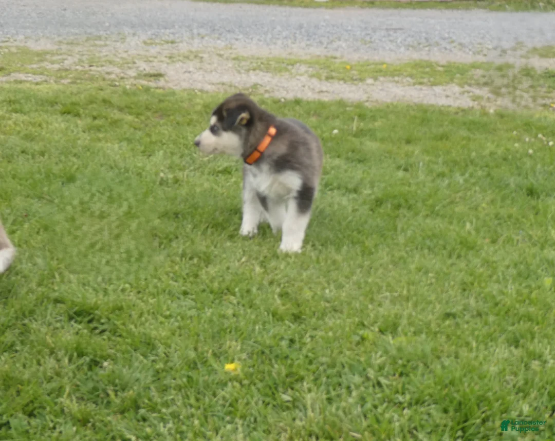 Gerberian Shepsky dogs for sale: Ranger - Ad 2