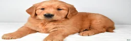 Golden Retriever dogs for sale: Rambo - Ad 6