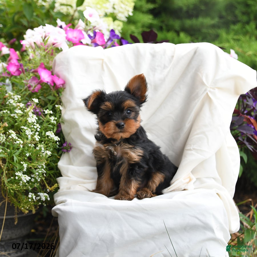 Yorkshire Terrier dogs for sale: Mocha - Ad 2