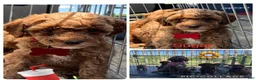 Miniature Poodle dogs for sale: Sugar - Ad 7