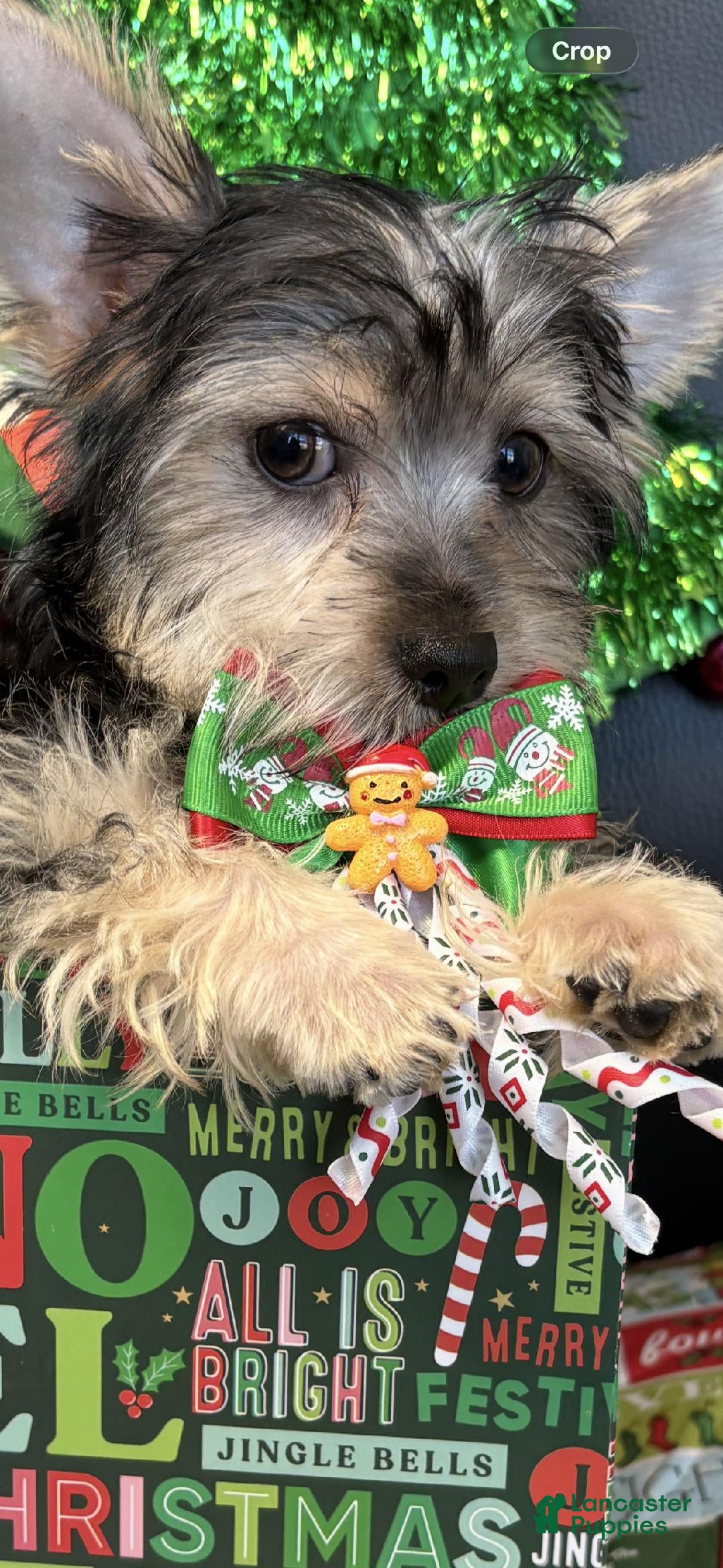 Yorkshire Terrier dogs Yorkshire Terrier litter of 1 puppies - Ad 21